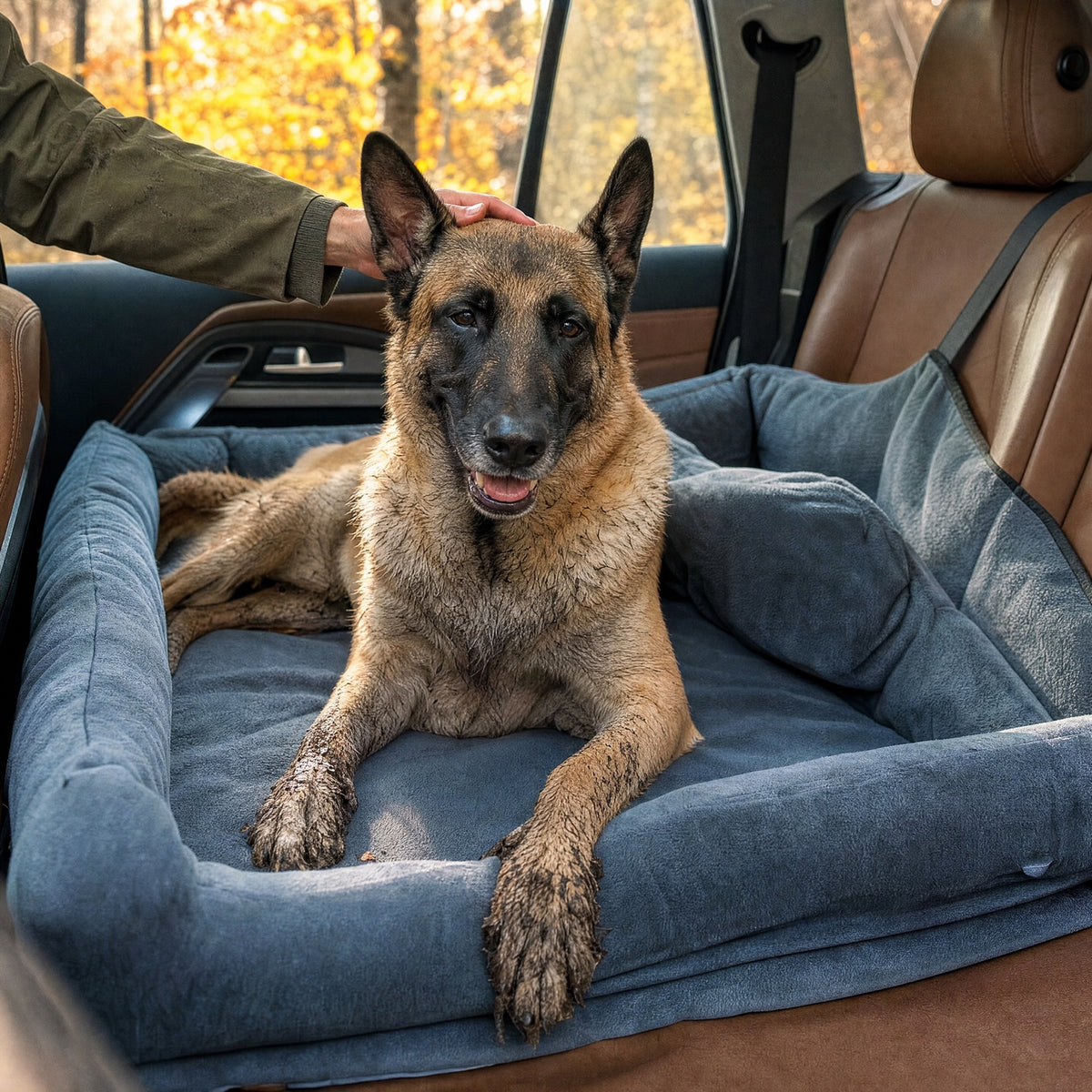 Belgian Malinois lying in a grey bolster car bed across the back seat of a car